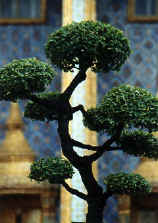 bonsai.jpg (34058 bytes)